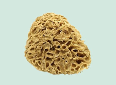 Éponge de Mer Honeycomb Naturelle : Non Blanchie