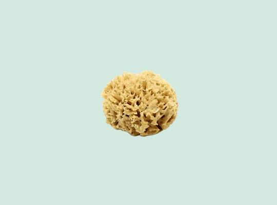 Éponge de Mer Honeycomb Naturelle : Non Blanchie